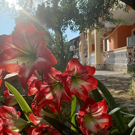 Maltas Gasthof Perivoli (Corfu)